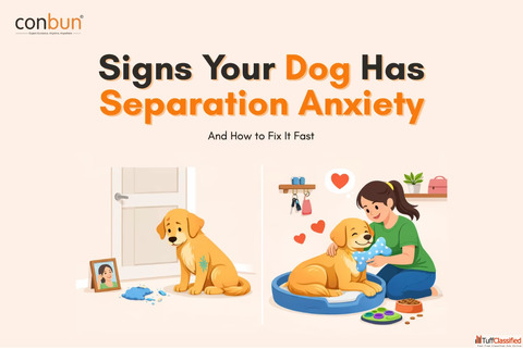 Signs Your Dog Has Separation Anxiety - Causes Symptoms Quick Fix Tips