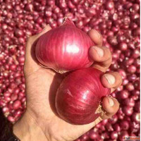 Red Onion Suppliers in Nashik