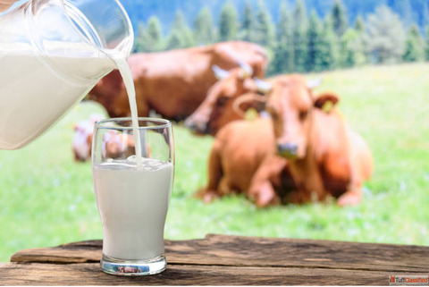 Buy Gir Cow Milk Online Near You - Fresh and Pure A2 Milk Supply