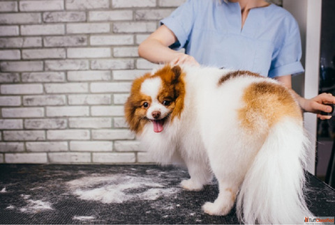Dog Grooming Service in Goa GlamPetz