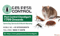 Pest Control Chandigarh The Real Guide for Homeowners Who ...