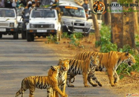 Wildlife and Jungle Safari in Rajasthan - Rajasthan Tiger Tour Packages