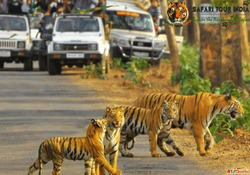 Wildlife and Jungle Safari in Rajasthan - Rajasthan Tiger To...