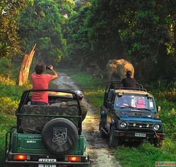 How to Plan Corbett Booking for the Perfect Jim Corbett Safari Experience