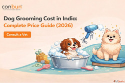 Dog Grooming Cost in India Complete Price Guide 2026