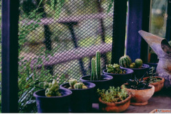 Indoor Plants for Home Office - Easy Care Green Solutions