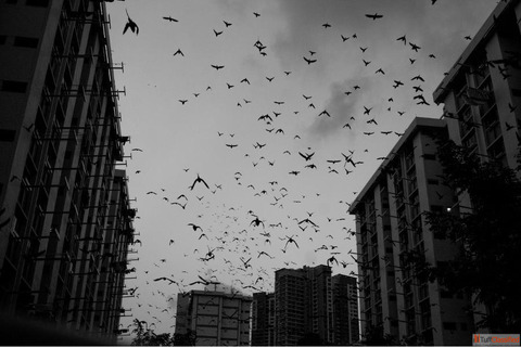 What couples don't expect in Singapore honeymoon tours