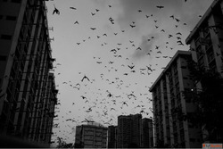 What couples don't expect in Singapore honeymoon tours