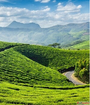 Don't Wait Book Your Stress-Free Kerala Tour Packages