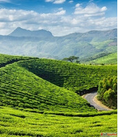 Don't Wait Book Your Stress-Free Kerala Tour Packages