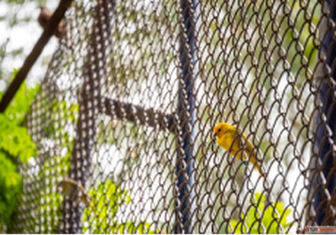 Invisible Bird Net Manufacturers