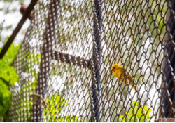 Invisible Bird Net Manufacturers