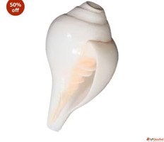 Natural White Sankha Conch Shell Decorative Sacred Shell for...