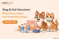 Dog vs Cat Vaccinations Complete 2026 India Vet Guide for Pe...