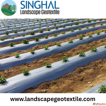 Mulch Film for Modern Agriculture Enhancing Soil Health Boosting