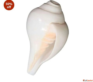 Natural White Sankha Conch Shell Decorative Sacred Shell for Spiritual Purposes 50 off