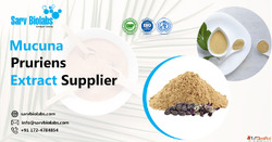 Trusted Mucuna Pruriens Extract Supplier Sarv Biolabs