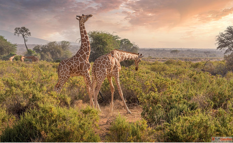 Information Related to Kenya evisa application Process Who should apply