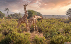 Information Related to Kenya evisa application Process Who s...