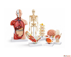 Human Anatomical Models Manufacturer Supplier Micro Technolo...