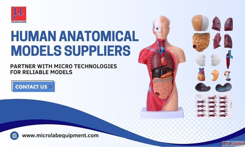 Human Anatomical Models Manufacturer Supplier Micro Technologies