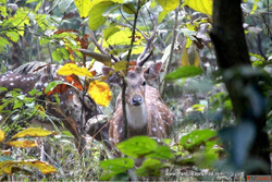 Bijrani Zone Corbett National Park Opens for Exciting Bijran...