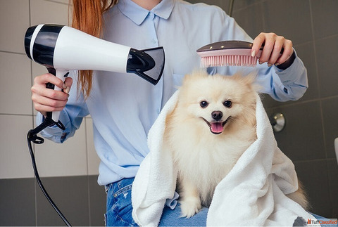 Dog Grooming Solutions in Goa GlamPetz