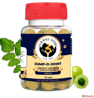 Bring Back Your Dog's Active Life