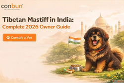 Tibetan Mastiff in India Complete 2026 Owner Guide