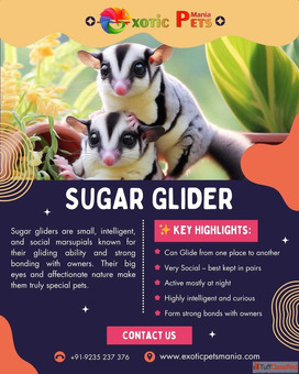 Sugar Glider for Sale in Kanpur