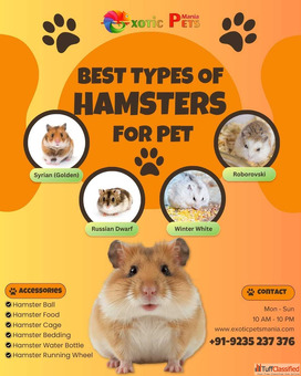 Hamster for Sale in Kanpur