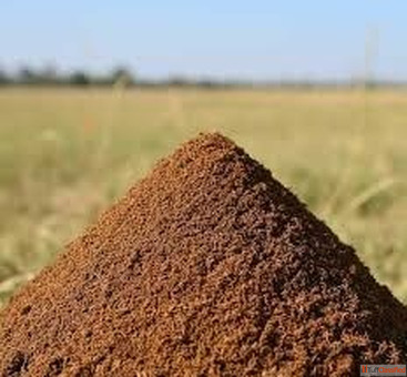Cow Dung Powder Suppliers in Bihar