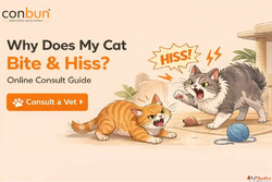 Why Does My Cat Bite Hiss Online Consultation Guide