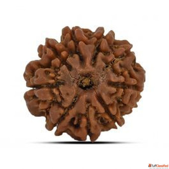 9 Mukhi Rudraksha Rashi Ratan Bhagya