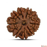 9 Mukhi Rudraksha Rashi Ratan Bhagya