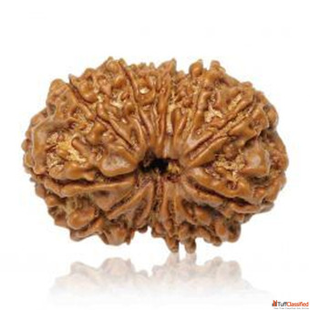 Terah Mukhi Rudraksha Rashi Ratan Bhagya
