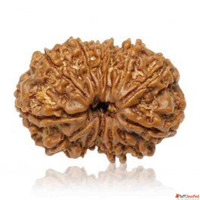 Terah Mukhi Rudraksha Rashi Ratan Bhagya