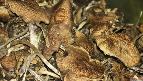 Order Magic Mushroom at shopadderall.com