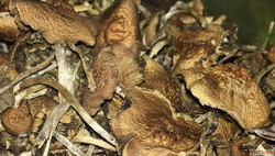 Order Magic Mushroom at shopadderall.com