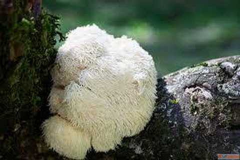 7 Benefits of Lion Mushroom to the Brain the Gut and Wellness