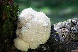 7 Benefits of Lion Mushroom to the Brain the Gut and Wellnes...