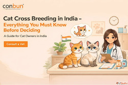 Cat Cross Breeding in India - Everything You Must Know Befor...