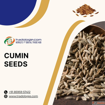 Buy Cumin Seeds Jeera in Bulk Premium Quality Indian Spice Exporters