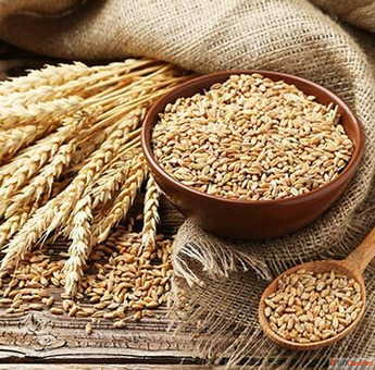 Buy Sell Bulk Wheat - Verified Global Wheat Exporters Buyers Tradologie