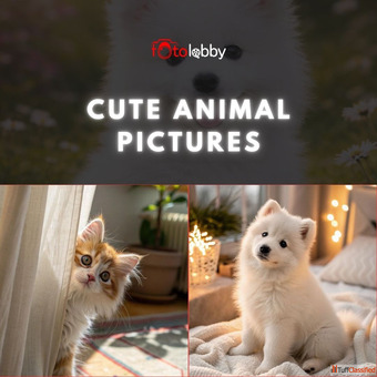 Cute Animal pictures