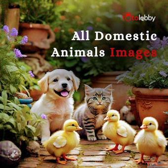All Domestic Animals Images