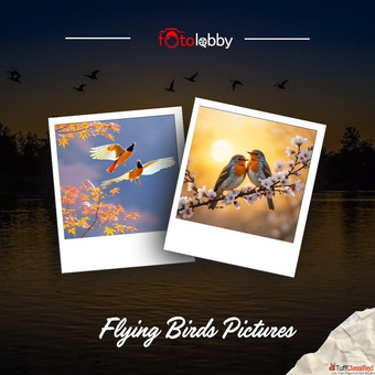 Flying Birds Pictures