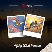 Flying Birds Pictures