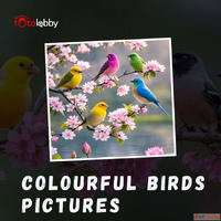 Colourful Birds Pictures