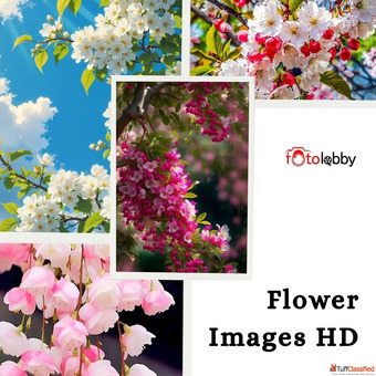 Flower Images HD